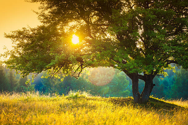 majestic arbre contre la lumière du soleil pendant coloré coucher du soleil - vibrant color outdoors tree autumn photos et images de collection