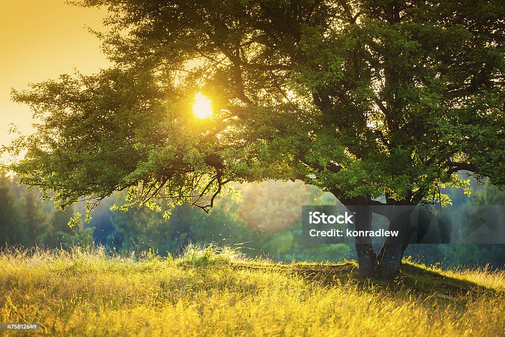 거대한 나무 햇빛에 대한 동안 색상화 해질녘까지 - 로열티 프리 나무 스톡 사진