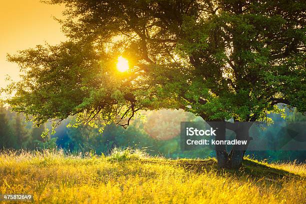 Majestic Tree Against The Sunlight During Colorful Sunset Stock Photo - Download Image Now