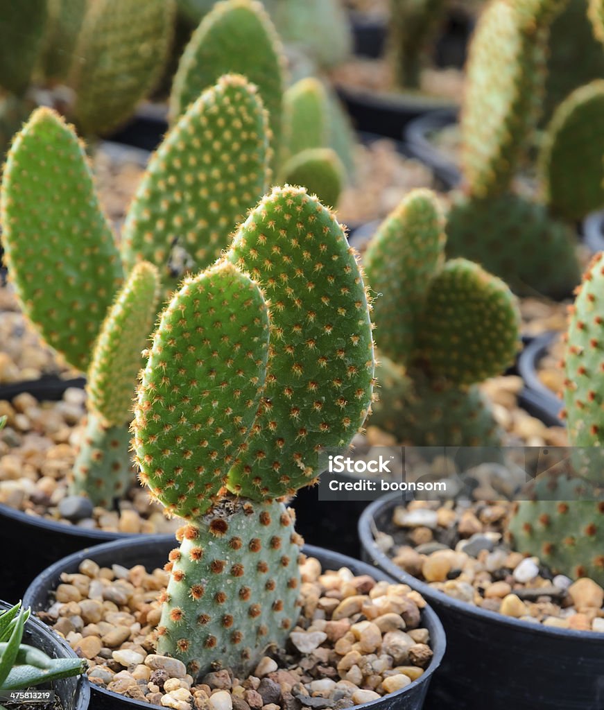 Opuntia microdasys Opuntia microdasys or Bunny ears cactus in a nursery Botany Stock Photo
