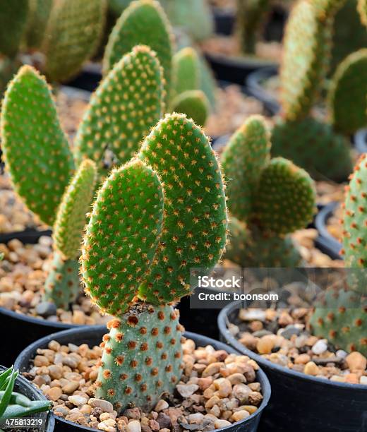 Opuntia Microdasys Stock Photo - Download Image Now - Botany, Brown, Bunny Ears Cactus