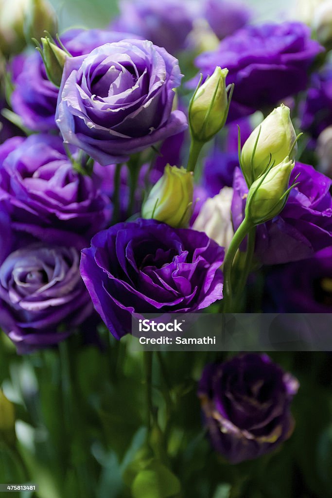 many purple rose many purple rose  Purple Stock Photo