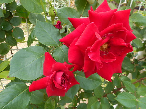 rose - velvet rose flower thorn fotografías e imágenes de stock