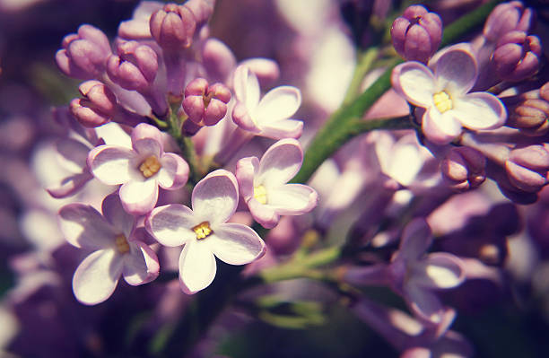 istock Close up of Lilac flower in spring 475819500