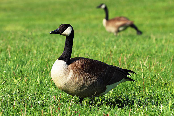 istock Canadian Goose in Grass 475821610