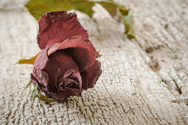 Dry Red Rose on Old Wooden Background