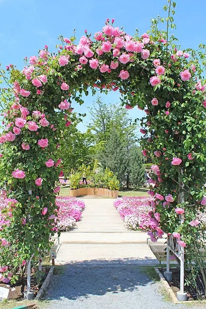 Pink rose gate