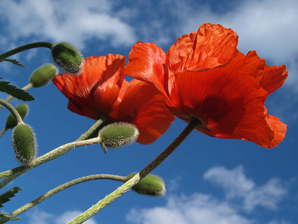 쌍의 빨간 Poppies Skyward 5월 펼쳐져 스톡 사진