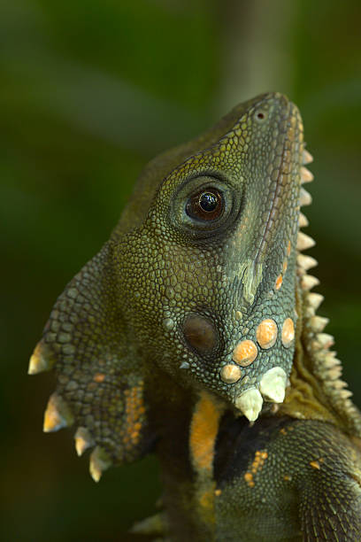 Boyd's Forest Dragon 2 Boyd's Forest Dragon, Malanda mossman gorge stock pictures, royalty-free photos & images