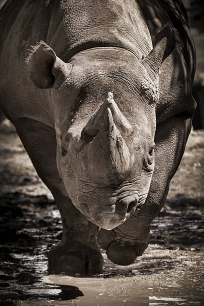 rinoceronte nero, specie in via d'estinzione spese per telecamera locali zoo - specie in pericolo destinzione foto e immagini stock