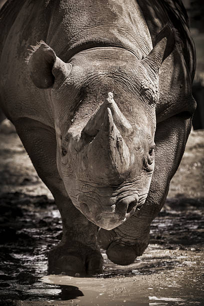 Wild animal