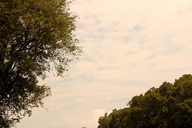 Background or texture of blue sky and trees.