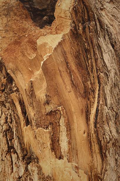 istock Background of brown stone in a nature. 475822772