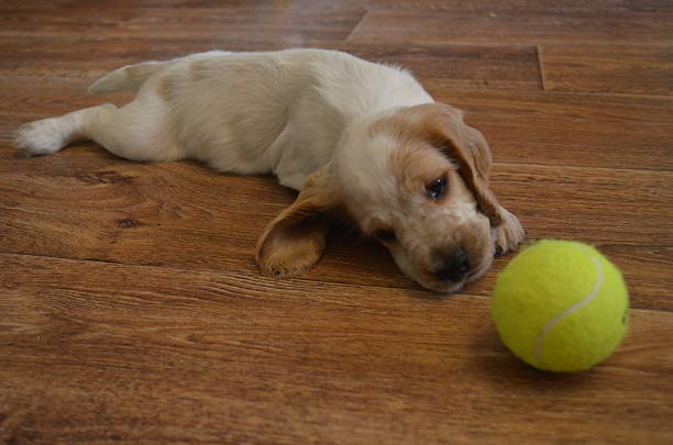 istock the Russian Spaniel puppy 475822812