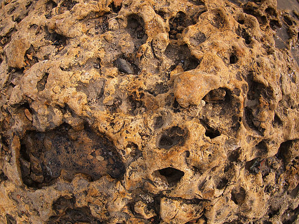 istock Coast of coquina stone close up 475823000