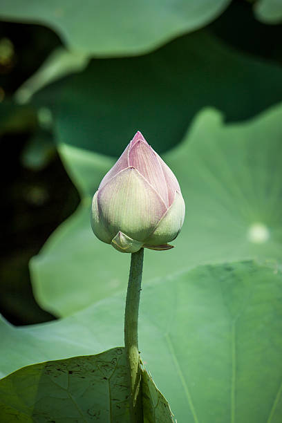 istock lotus flower in thailand 475826020