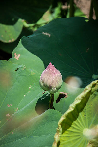 istock lotus flower in thailand 475826132