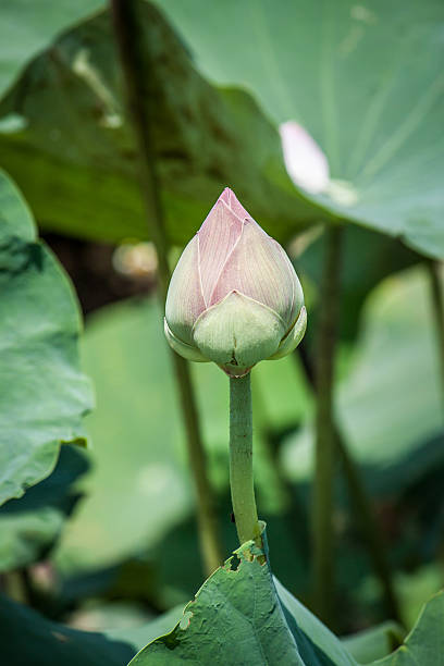 istock lotus flower in thailand 475826134