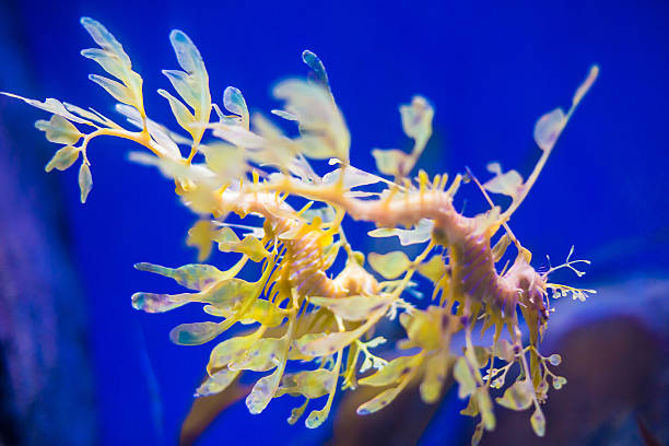 istock Beautiful seahorse amongst weeds. 475826634