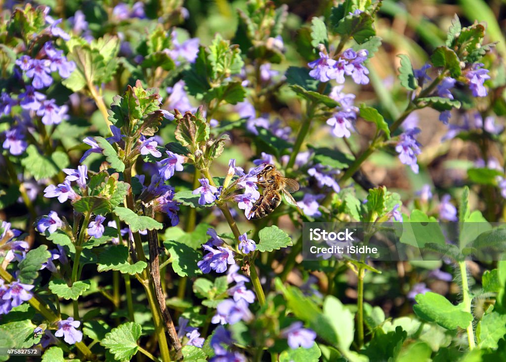 wild flowers with a bee 2015 Stock Photo