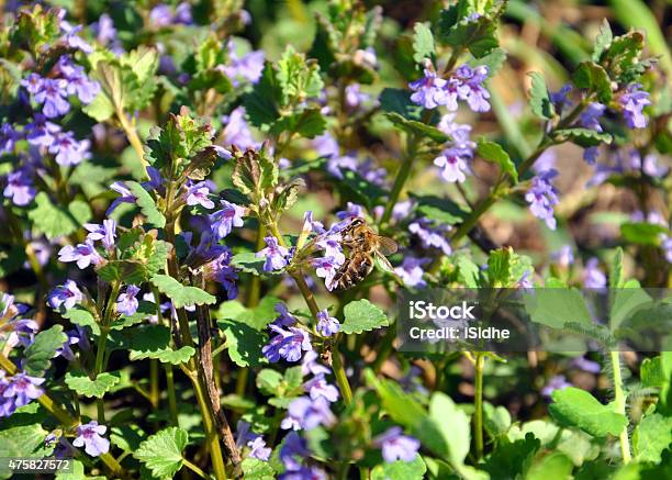 Wild Flowers With A Bee Stock Photo - Download Image Now - 2015, Agricultural Field, Animal