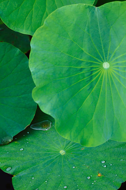 istock lotus leaves in the summer 475827688