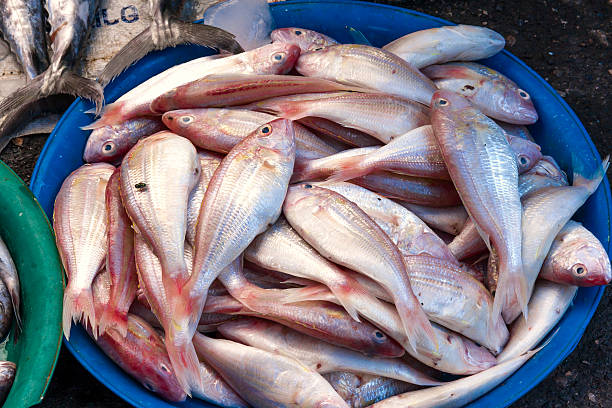 istock Fresh fish in the blue tray 475828088