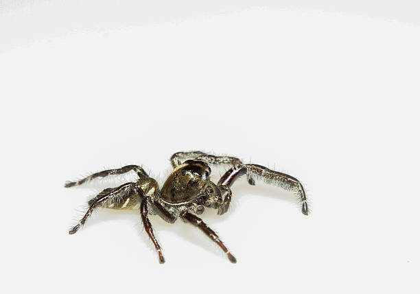 istock Hyllus diardi Jumping Spider 475828226