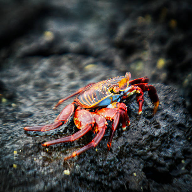 Sally Lightfoot Crab on the Bartolome Island in the Galapagos.