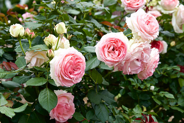 istock Pink rose in garden. 475828766