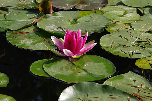 istock Twain pink water lily flower (lotus) 475831539