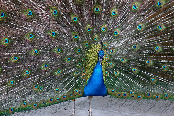 Peacock - Calgary Zoo stock photo