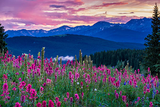 야생화 있는 고어 레인지 - colorful colorado 뉴스 사진 이미지