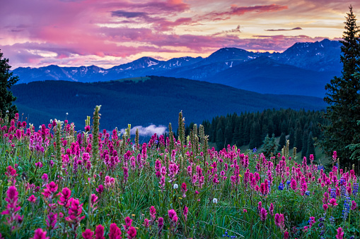Wildflowers in the Gore Range - Scenic landscape with meadows of wildflowers including Indian Paintbrush, Lupine, Alpine Asters.  Landscape scenic photography series.  Colorado USA.