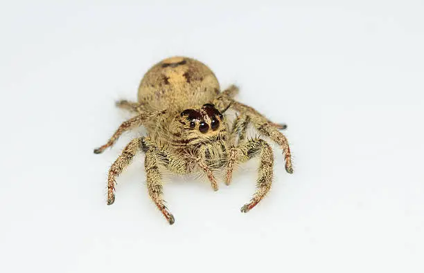 Hyllus diardi Jumping Spider