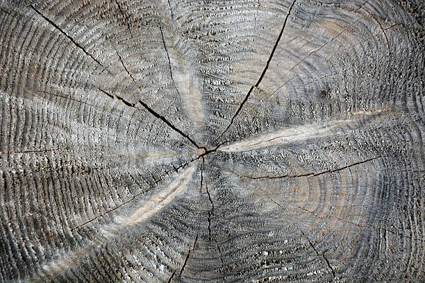 istock Grey wooden trunk. Picture can be used as a background 475833122