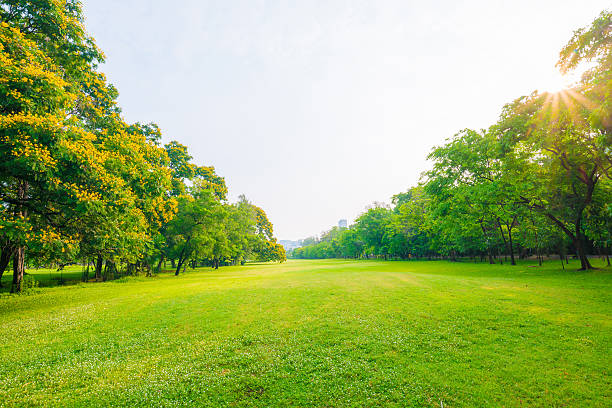 istock Trees in a park with green lawn 475833482