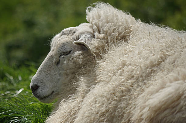 istock Portrait of a sheep 475833820