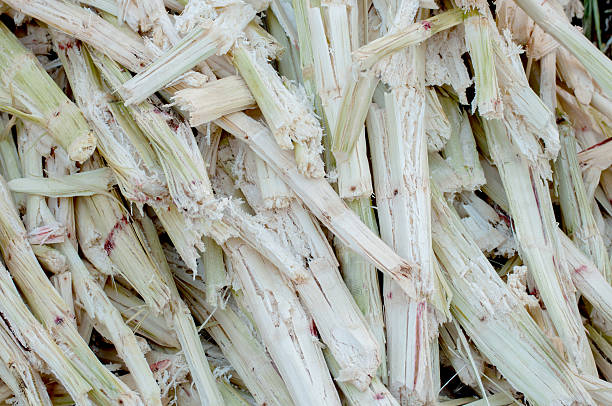 istock Group of Sugarcane bagasse 475833883