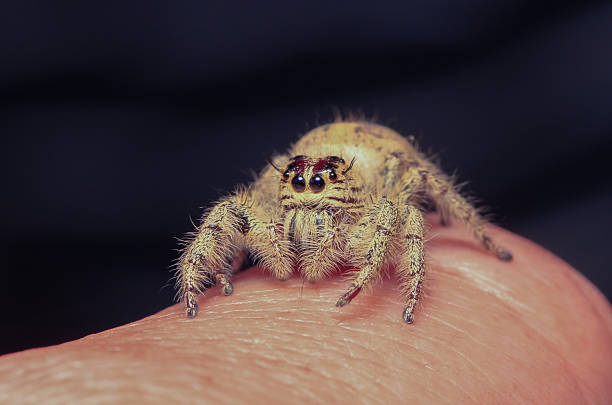 istock Hyllus diardi Jumping Spider 475833910