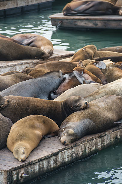 istock Sea lion at Pier 39, San Francisco 475834292