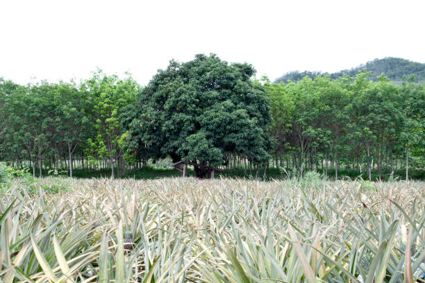 istock pineapple plantation, field in thailand 475834326