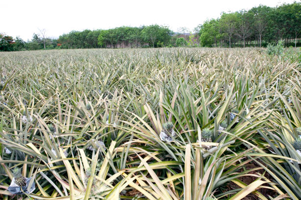 istock pineapple plantation, field in thailand 475834330