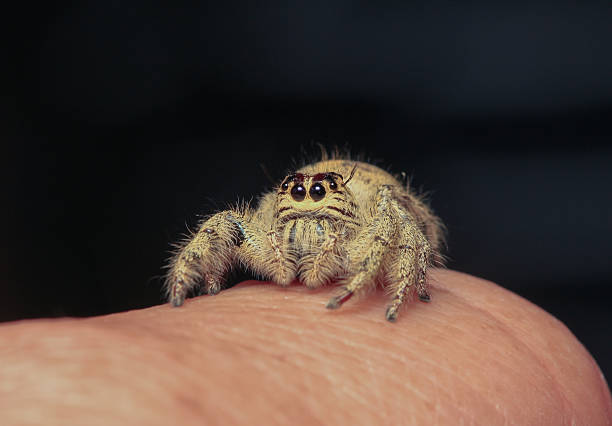 istock Hyllus diardi Jumping Spider 475834558