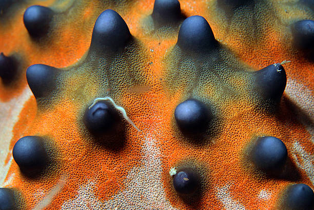 istock Knobbly Sea Star 475834946