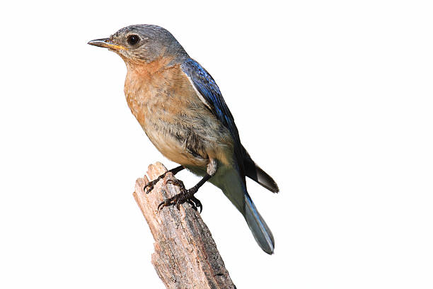 istock Isolated Female Bluebird On A Perch With A White Background 475835211