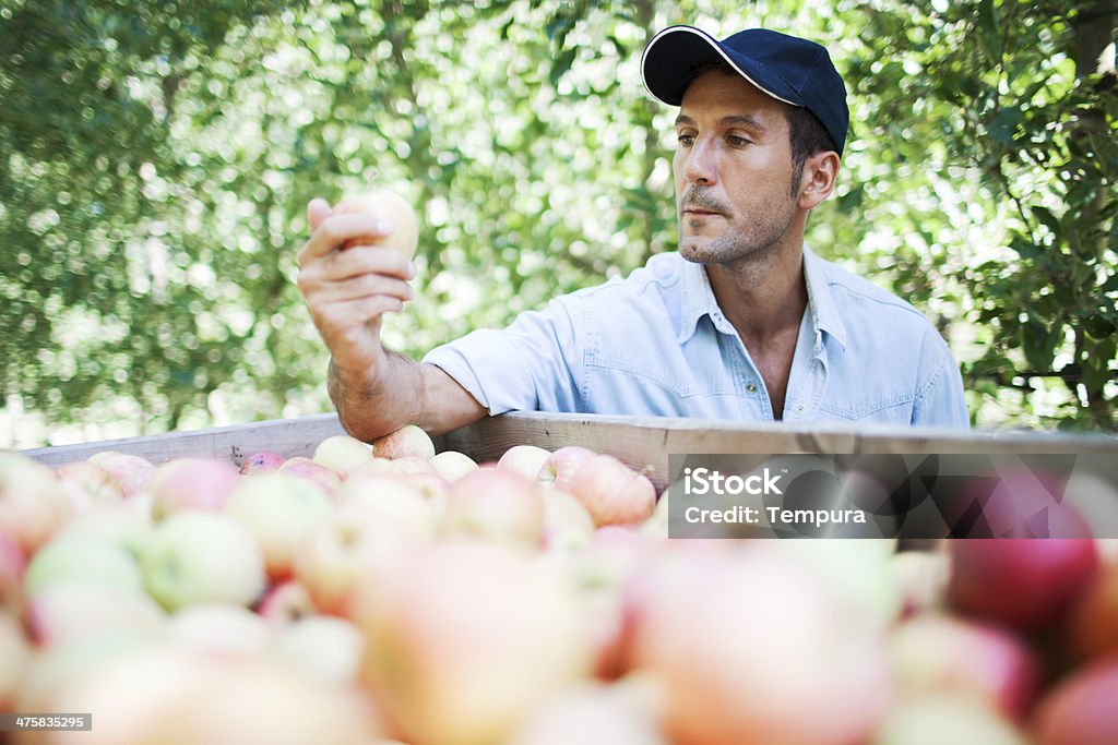 Meleto e la raccolta. - Foto stock royalty-free di 30-34 anni