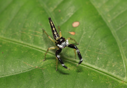 Scorpion mimic Jumping spider