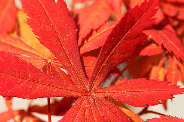 Acer palmatum Red leaves of acer palmatum in close up, for background, horizontal image acer palmatum osakazuki stock pictures, royalty-free photos & images