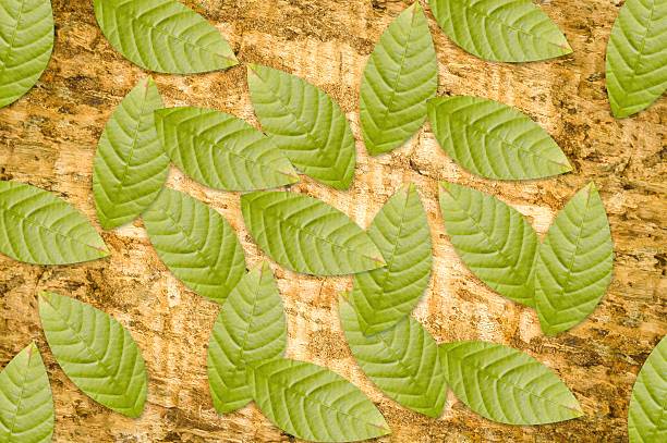 green leaves on wood bark texture